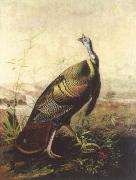 the american wild turkey cock, John James Audubon